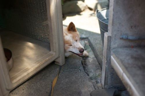 実家の犬