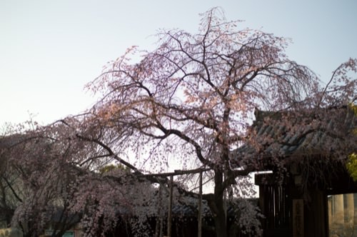 京都の桜